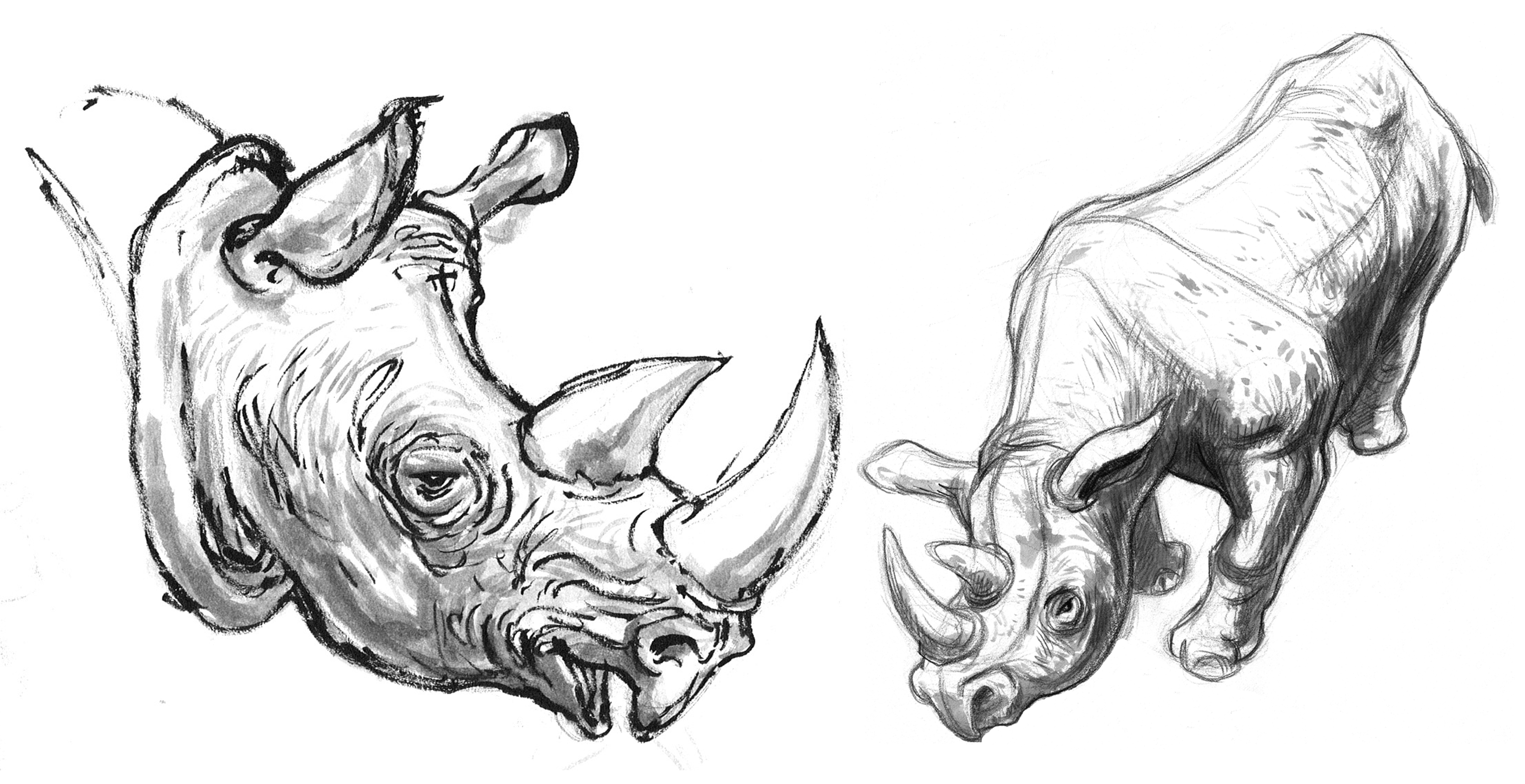 Голова носорога эскиз
