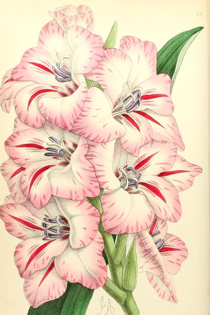 Гладиолус Ботаническая иллюстрация