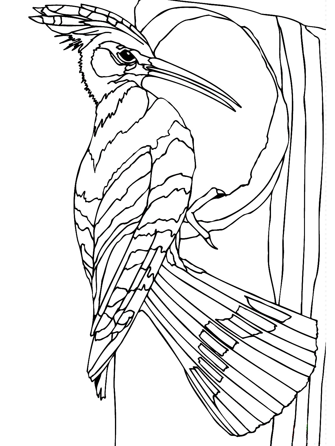 Синеголовый удод птица (41 фото)