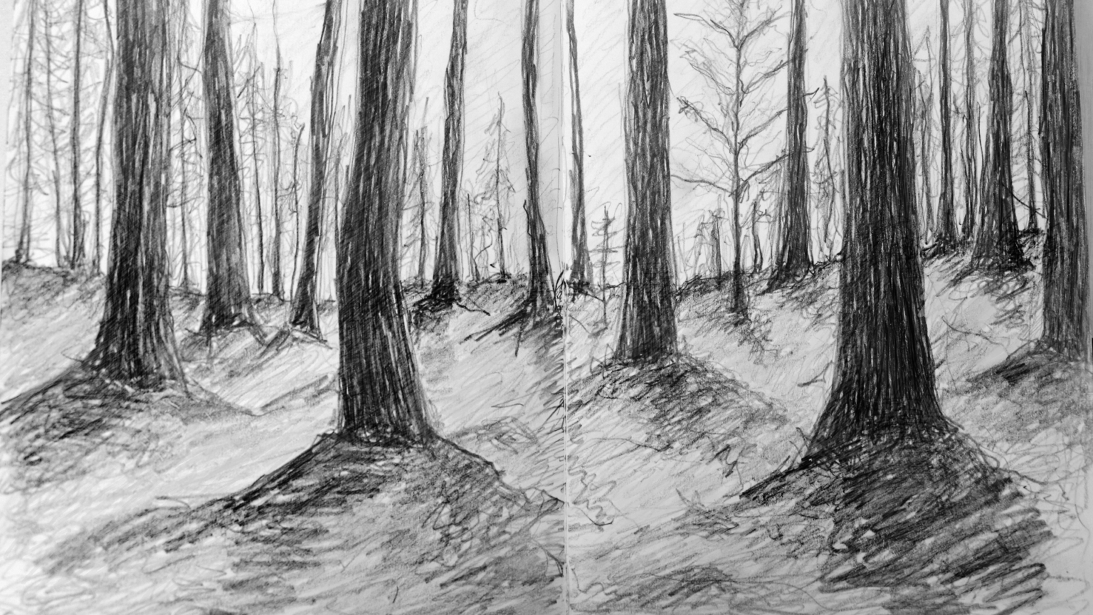 Лес карандашом легко. Зарисовки леса. Лес рисунок. Лес карандашом. Пейзаж леса карандашом.