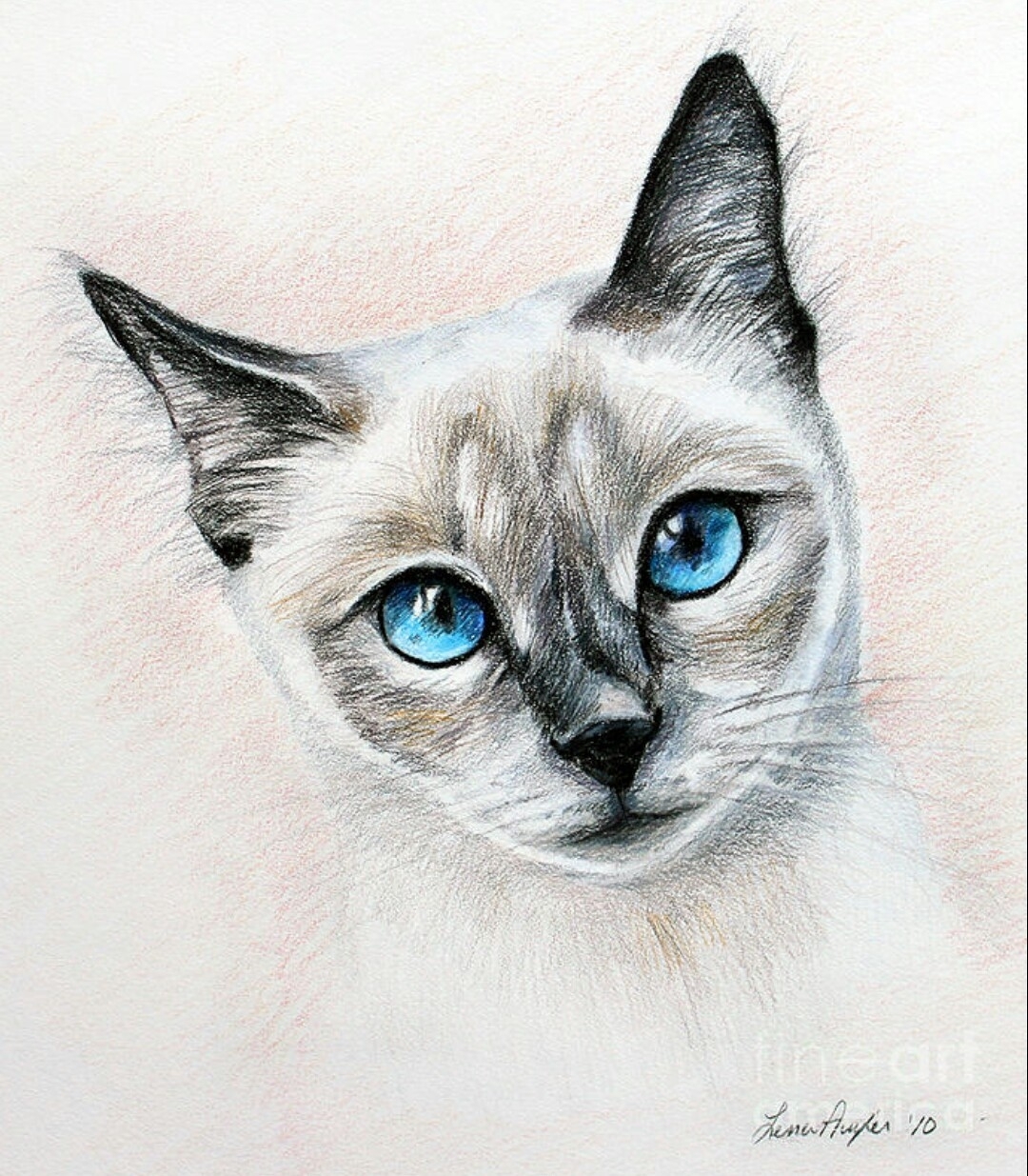 Сиамская кошка рисунок карандашом