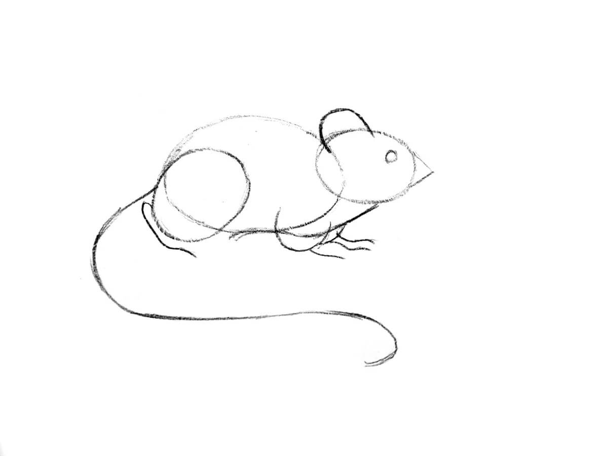 Рисуем мышку поэтапно карандашом