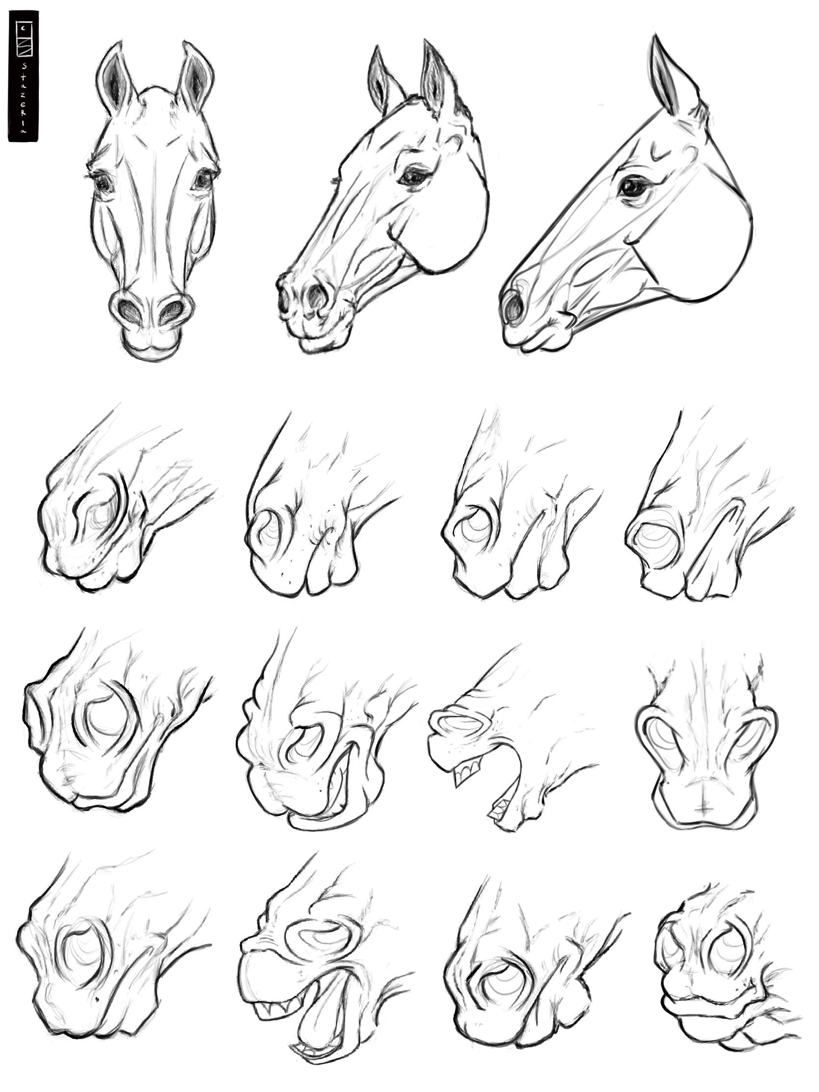 Анатомия морды лошади