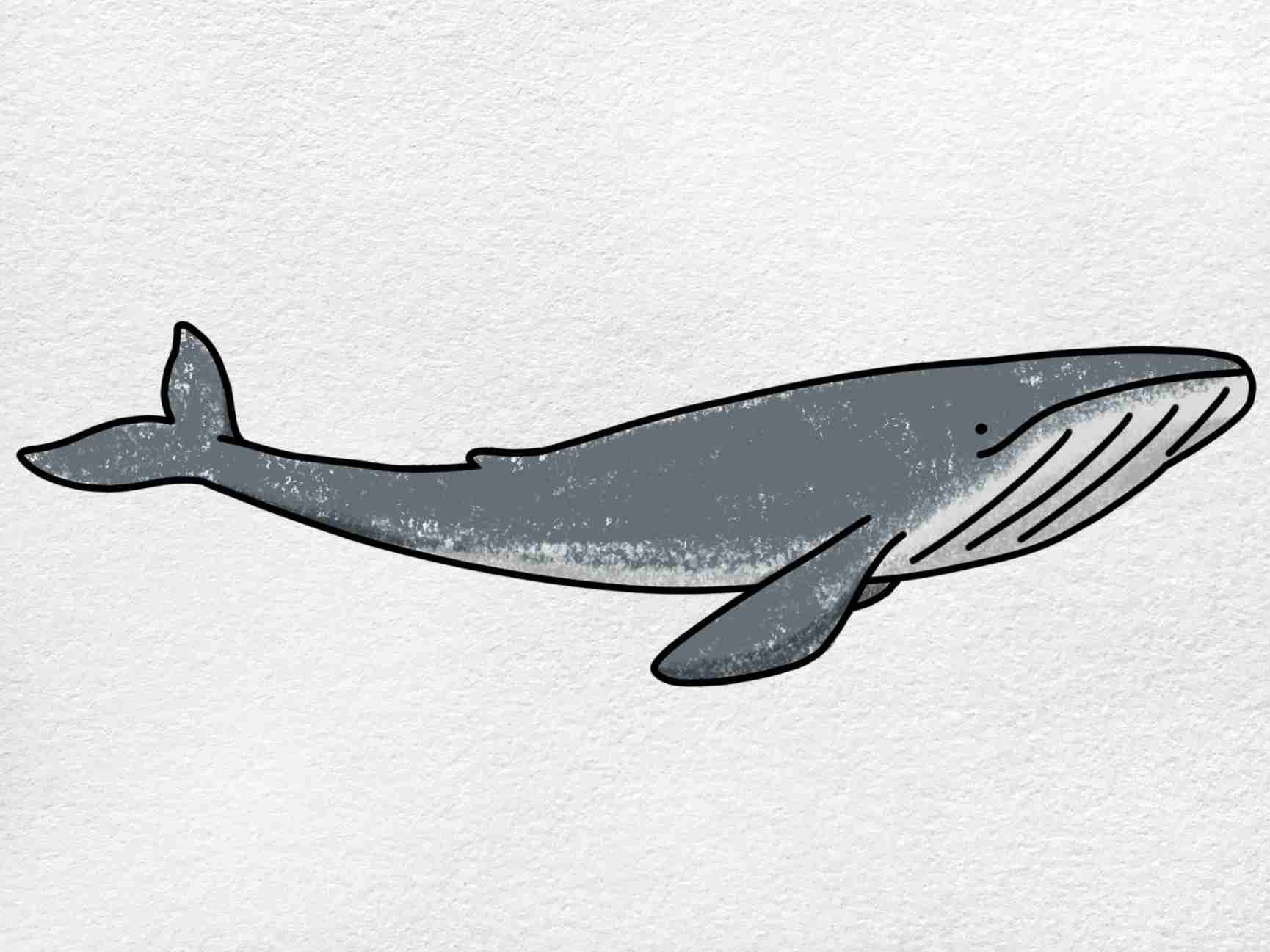 Blue Whale jumping drawing