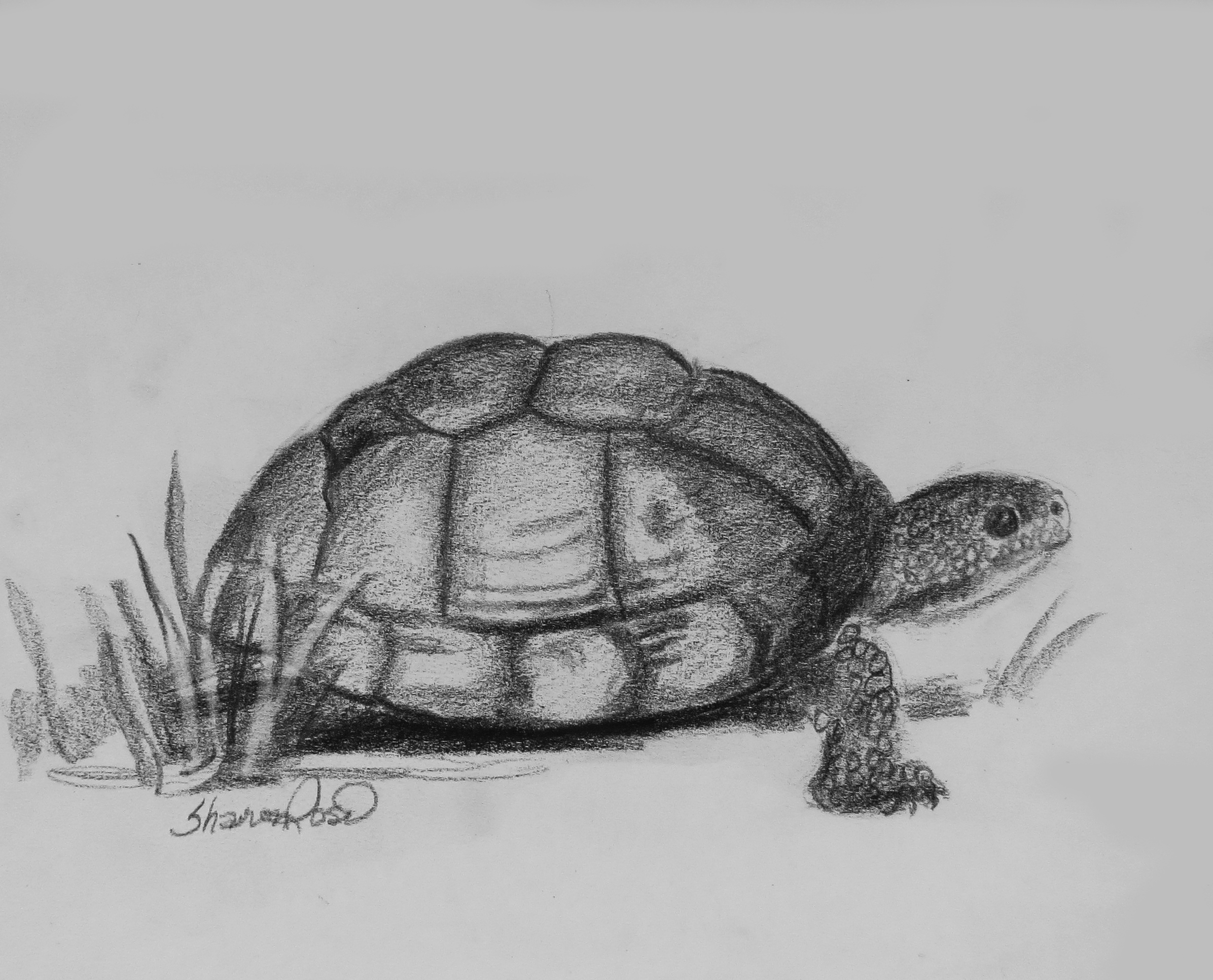 Домашняя черепаха рисунок карандаш