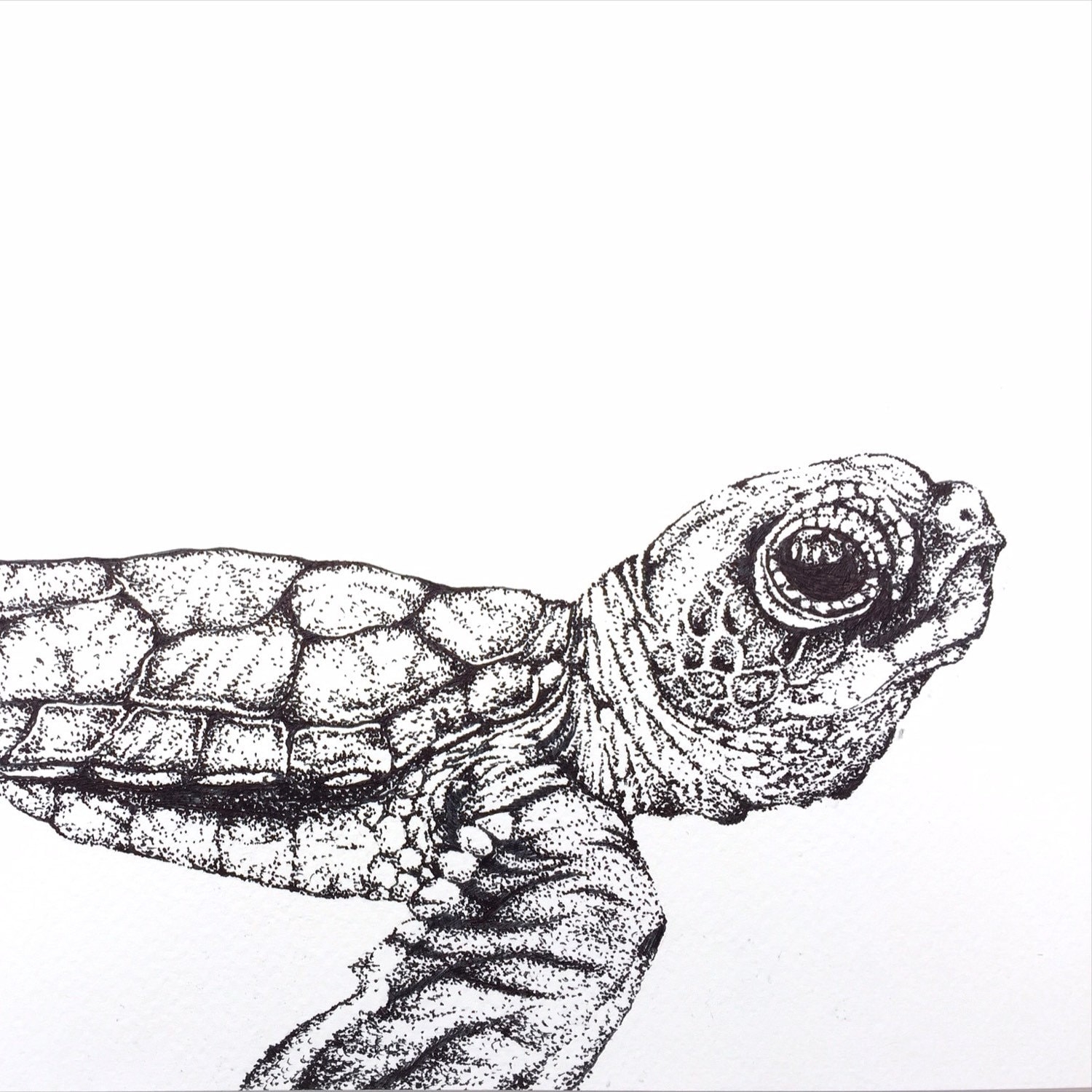 Картина черепаха карандашом