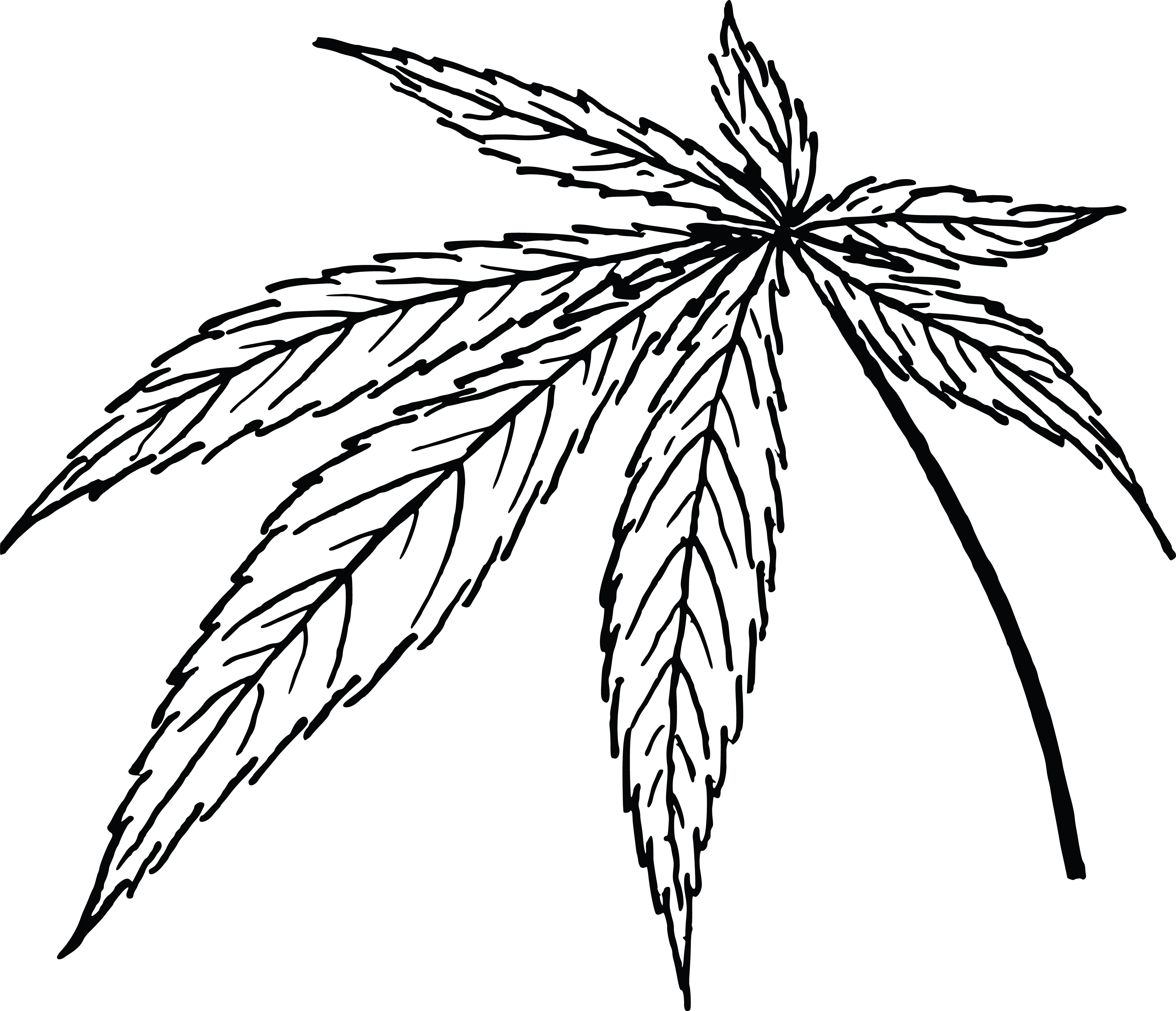 Лист марихуаны/лист каннабиса