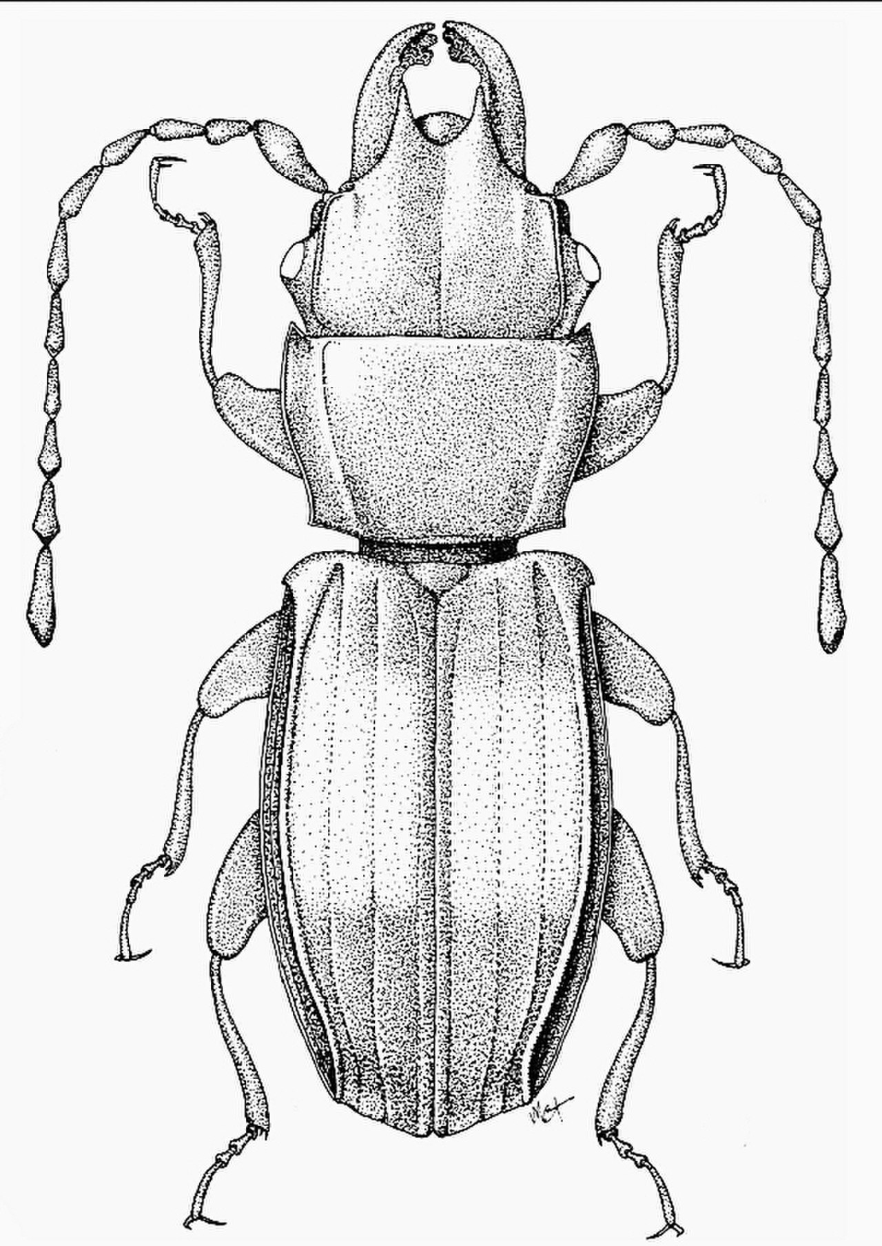 Рисунок колорадского жука карандашом - 94 фото