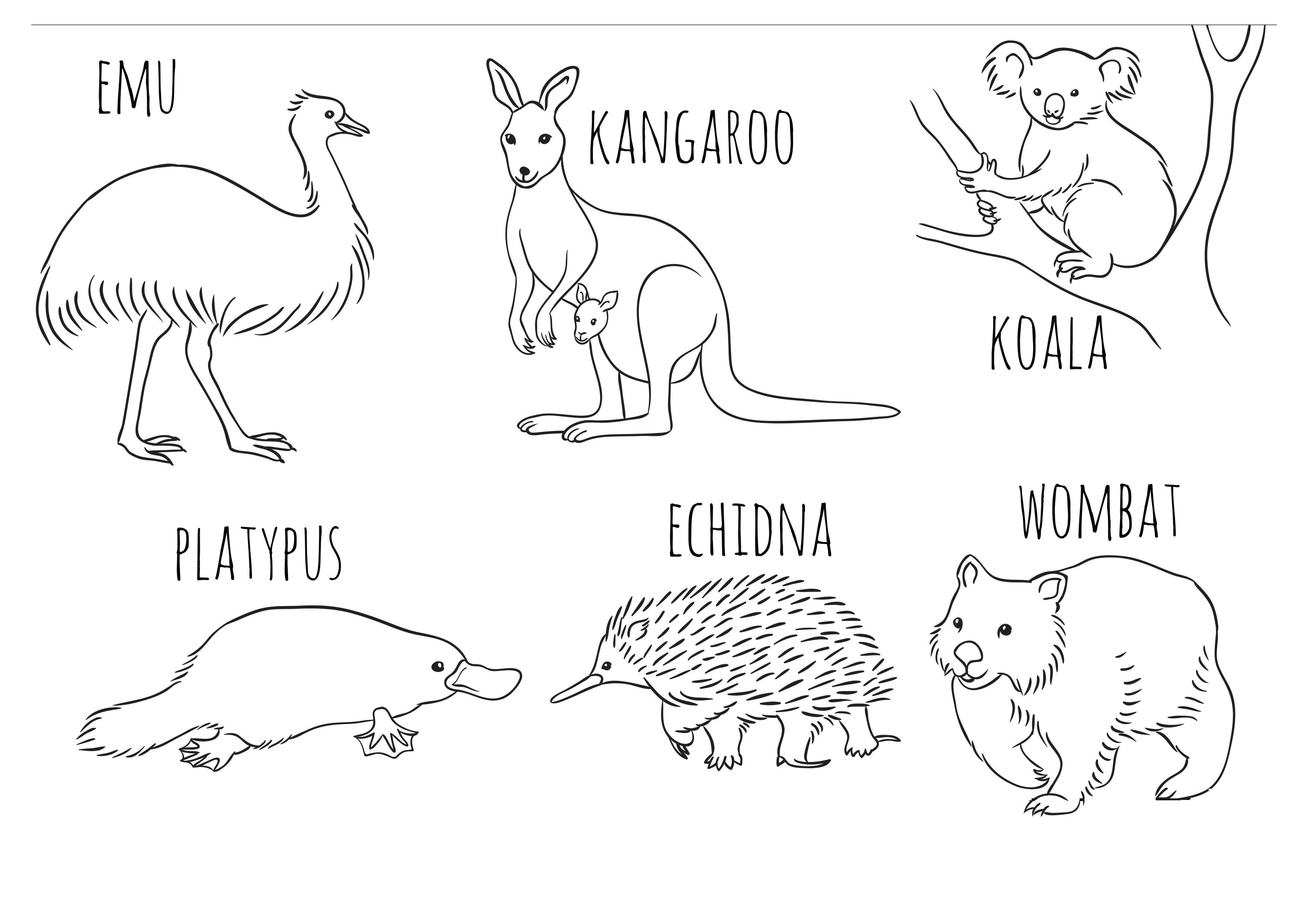 раскраски Дикие животные Австралии