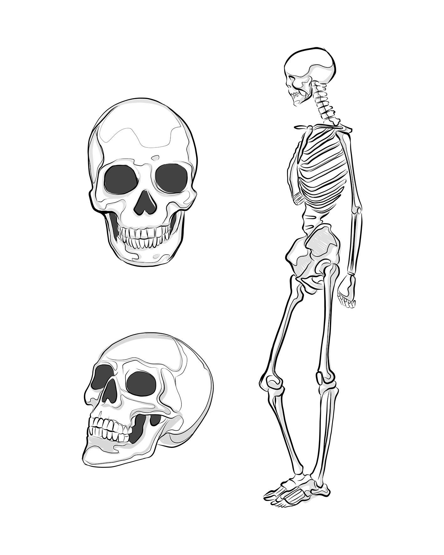 картинки раскраски скелеты