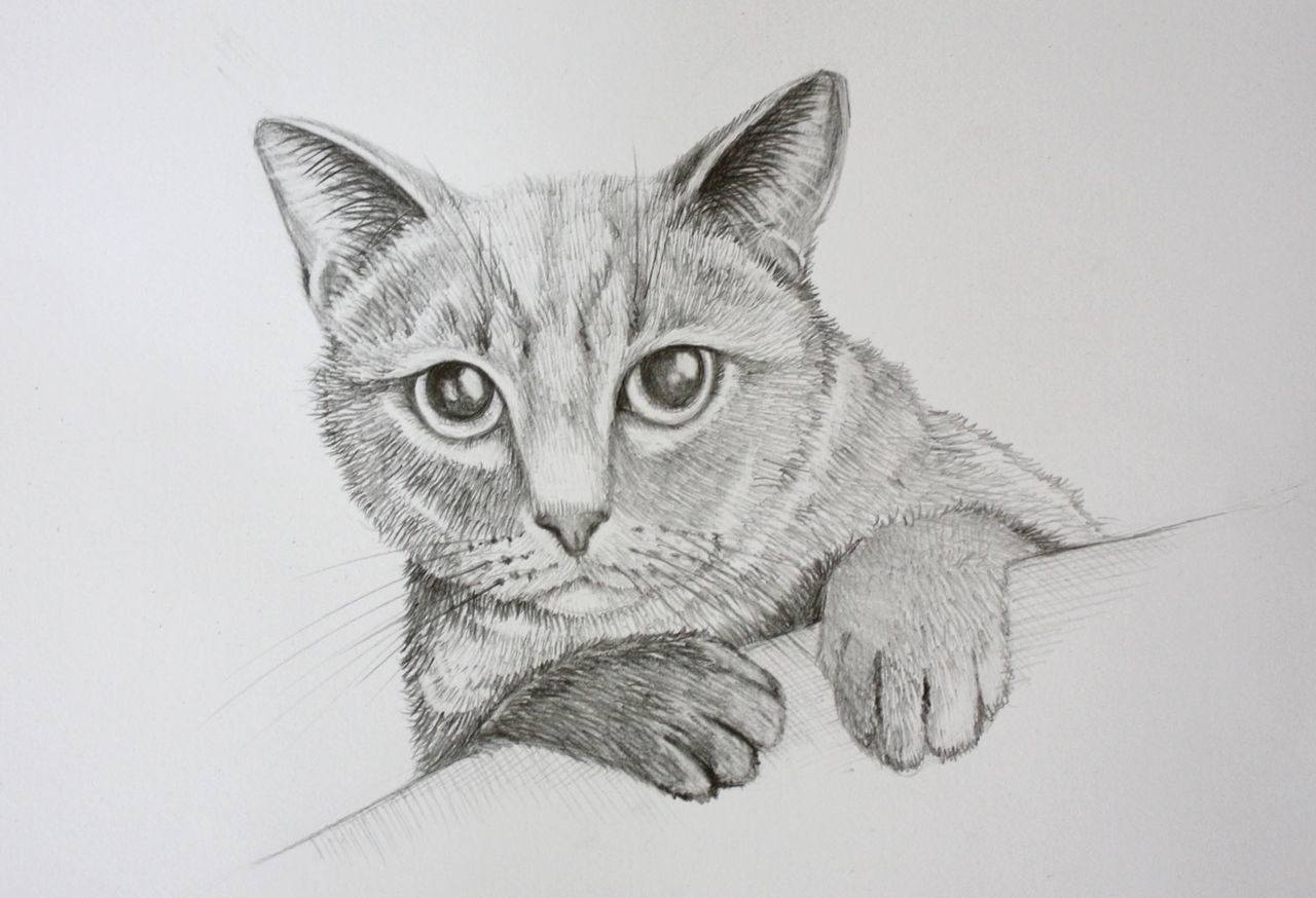 Фото рисунка кошки. Кошка рисунок карандашом. Портрет кошки карандашом. Котик рисунок карандашом. Нарисовать кошку карандашом.