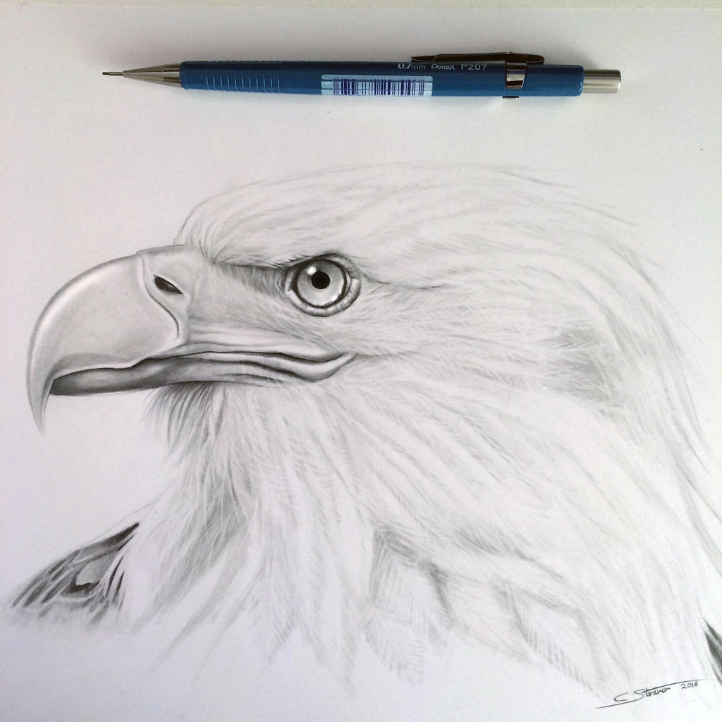 Орел нарисованный ручкой