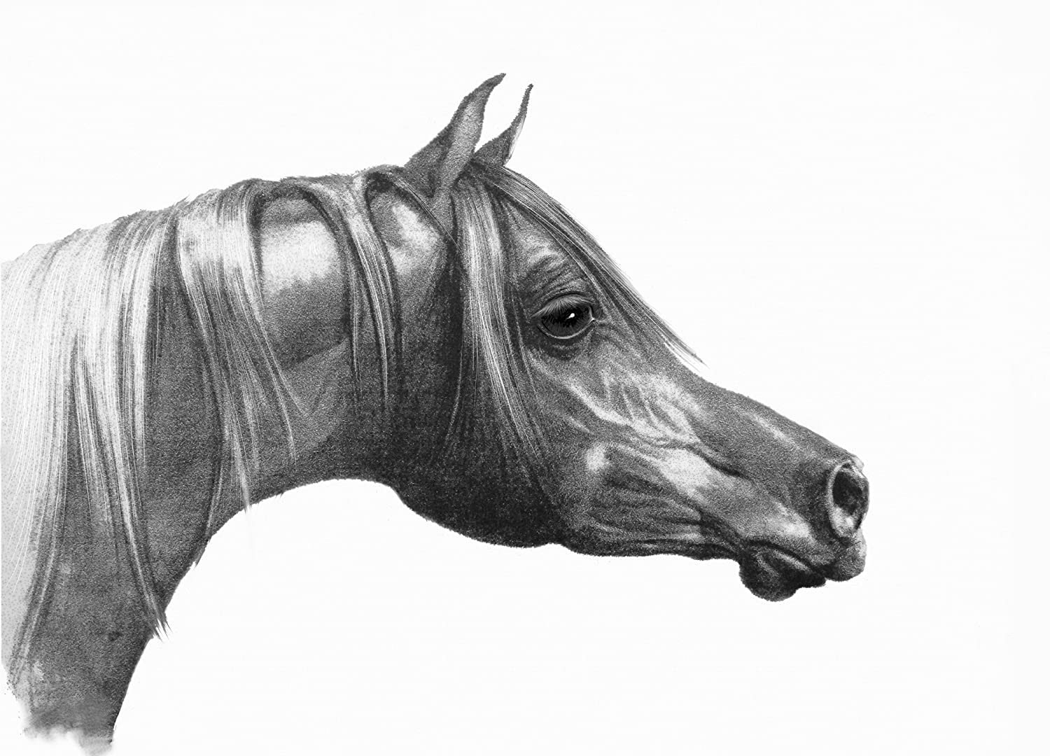 Голова лошади карандашом - 47 фото