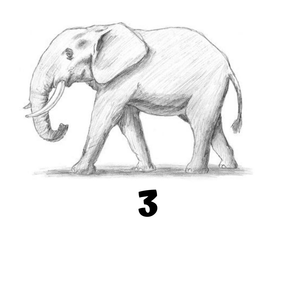 Рисунок слона для детей карандашом поэтапно легко
