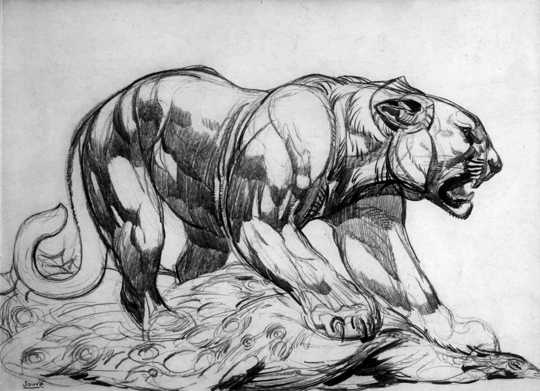 Анатомический рисунок пантеры