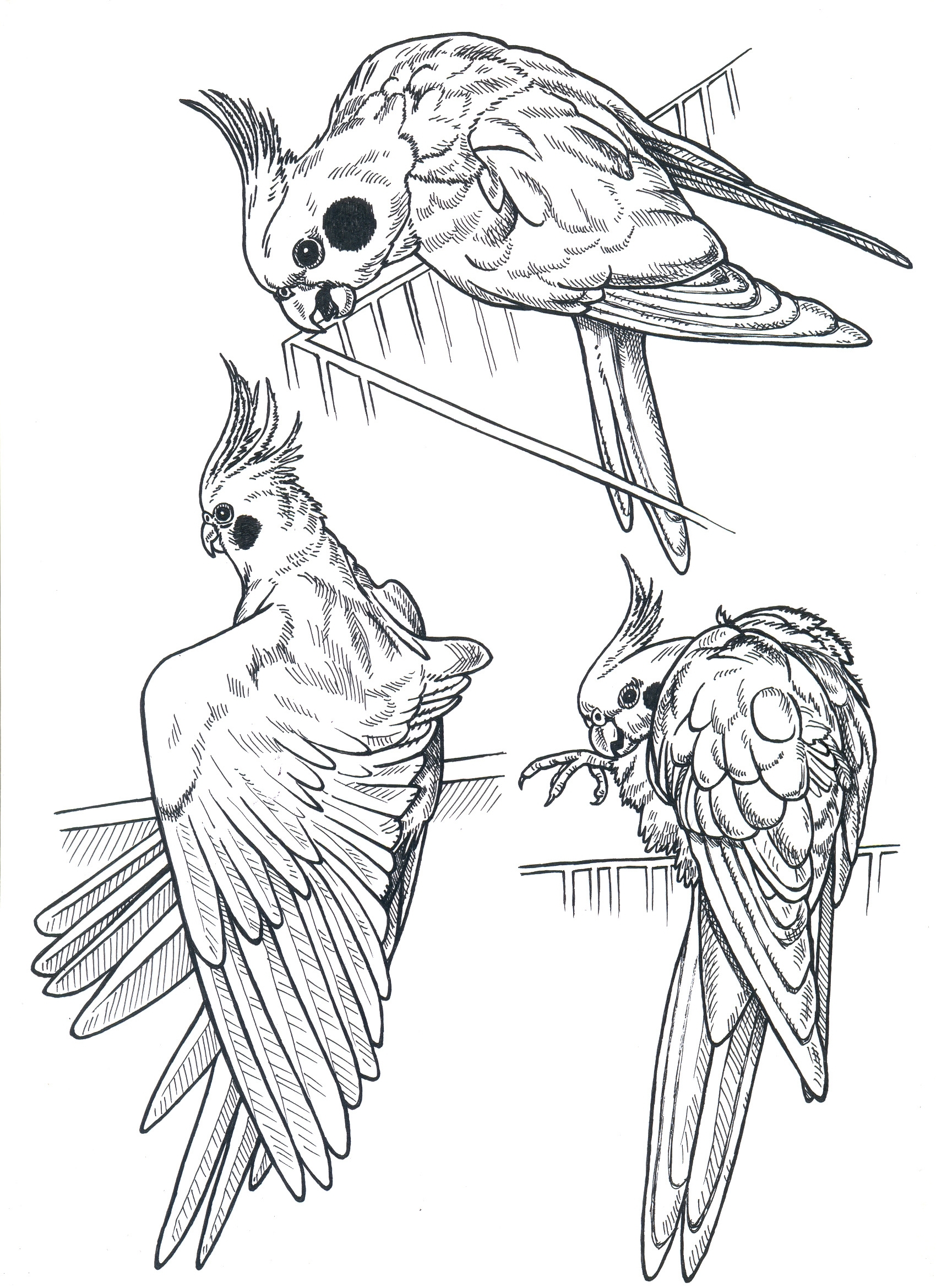 Рисунок попугая для срисовки - 49 фото