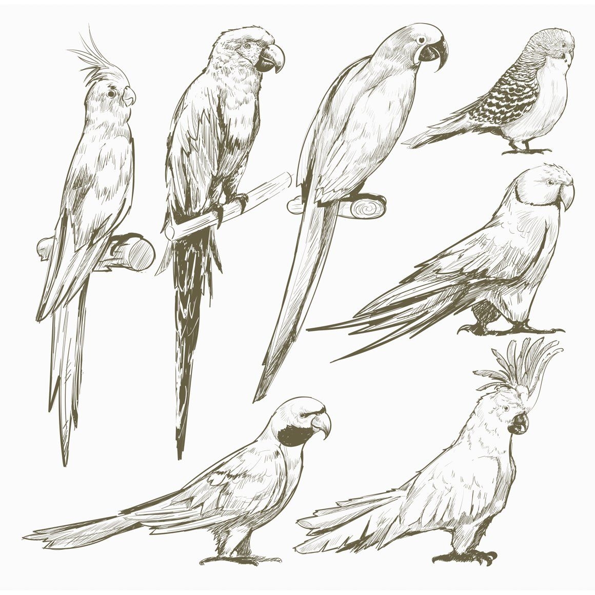 Попугаи позы для рисования