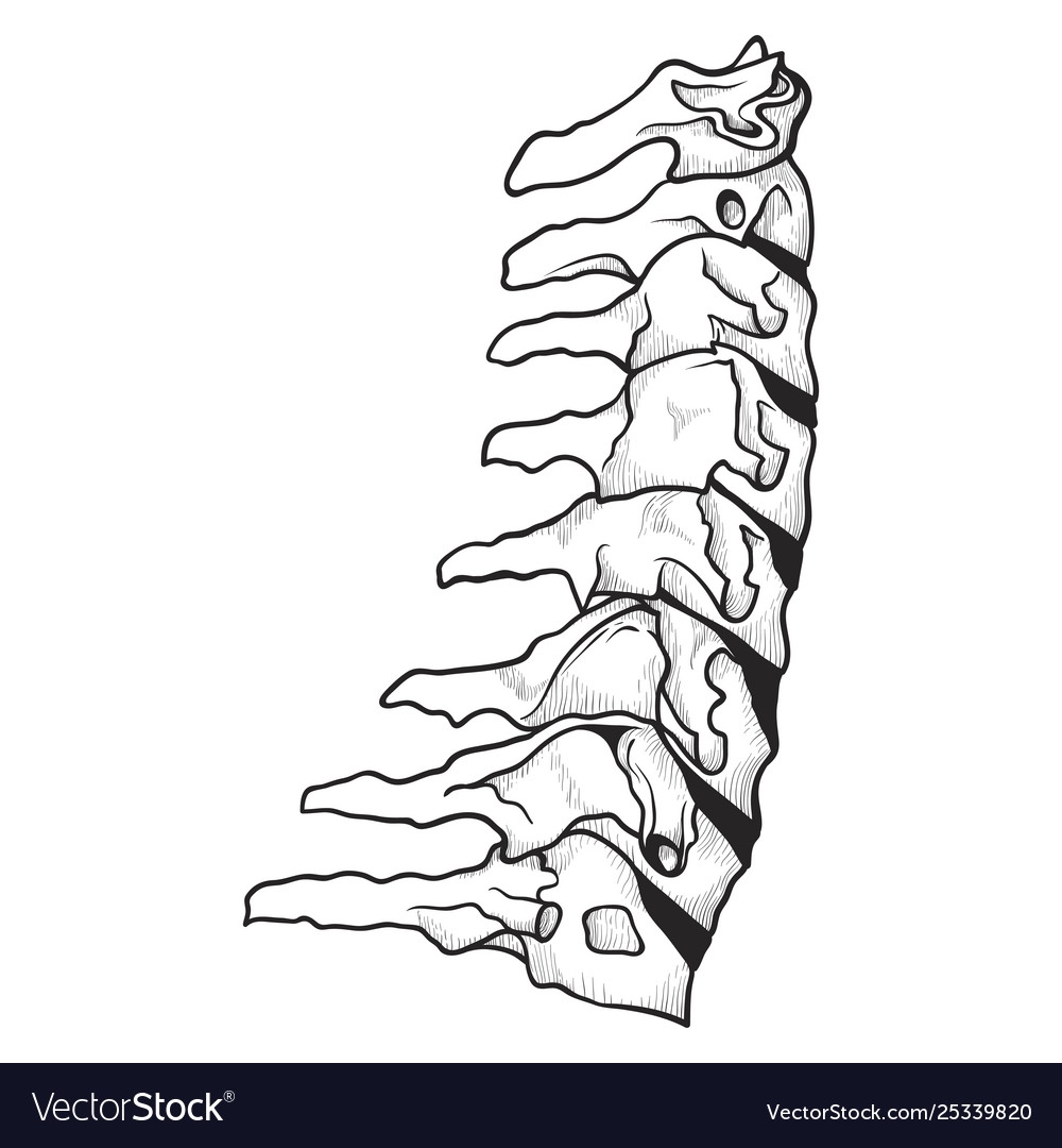 Позвоночник рисунок карандашом