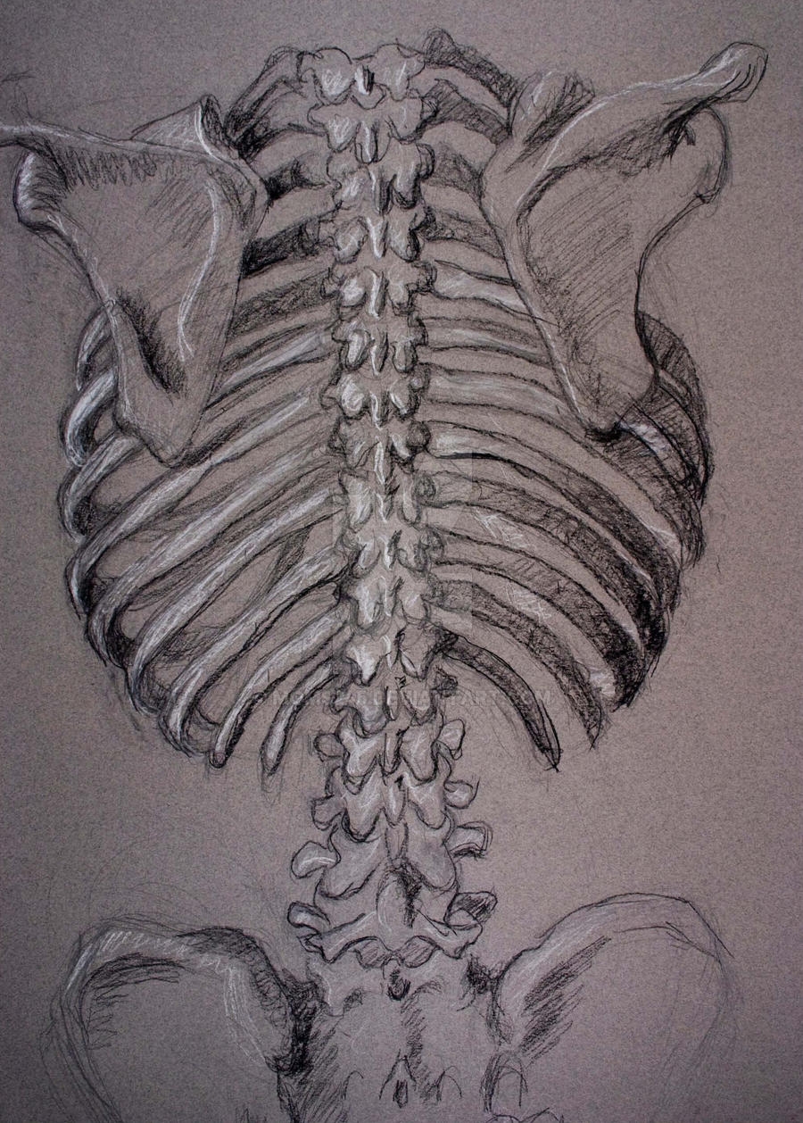 Скелет со спины