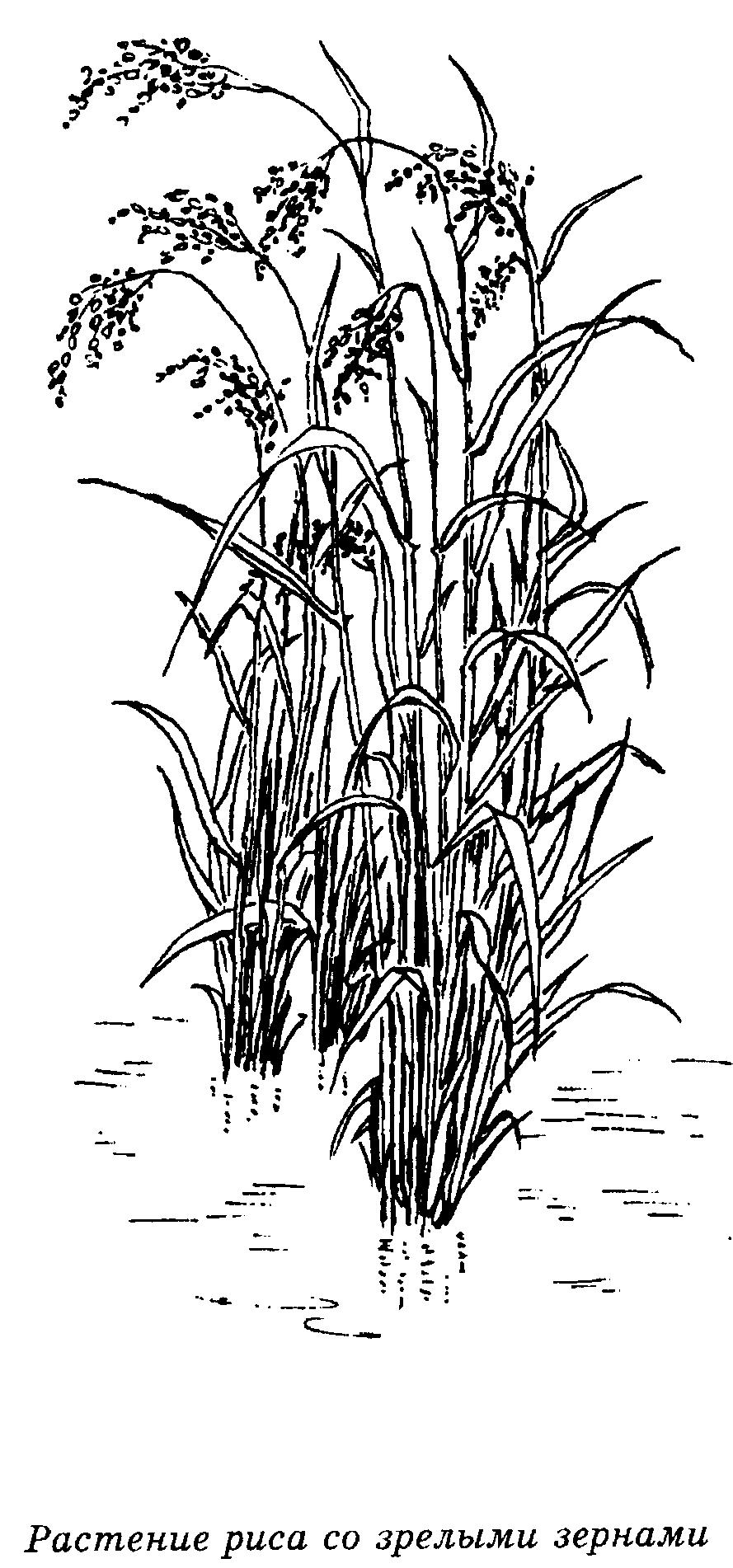 Рис растение
