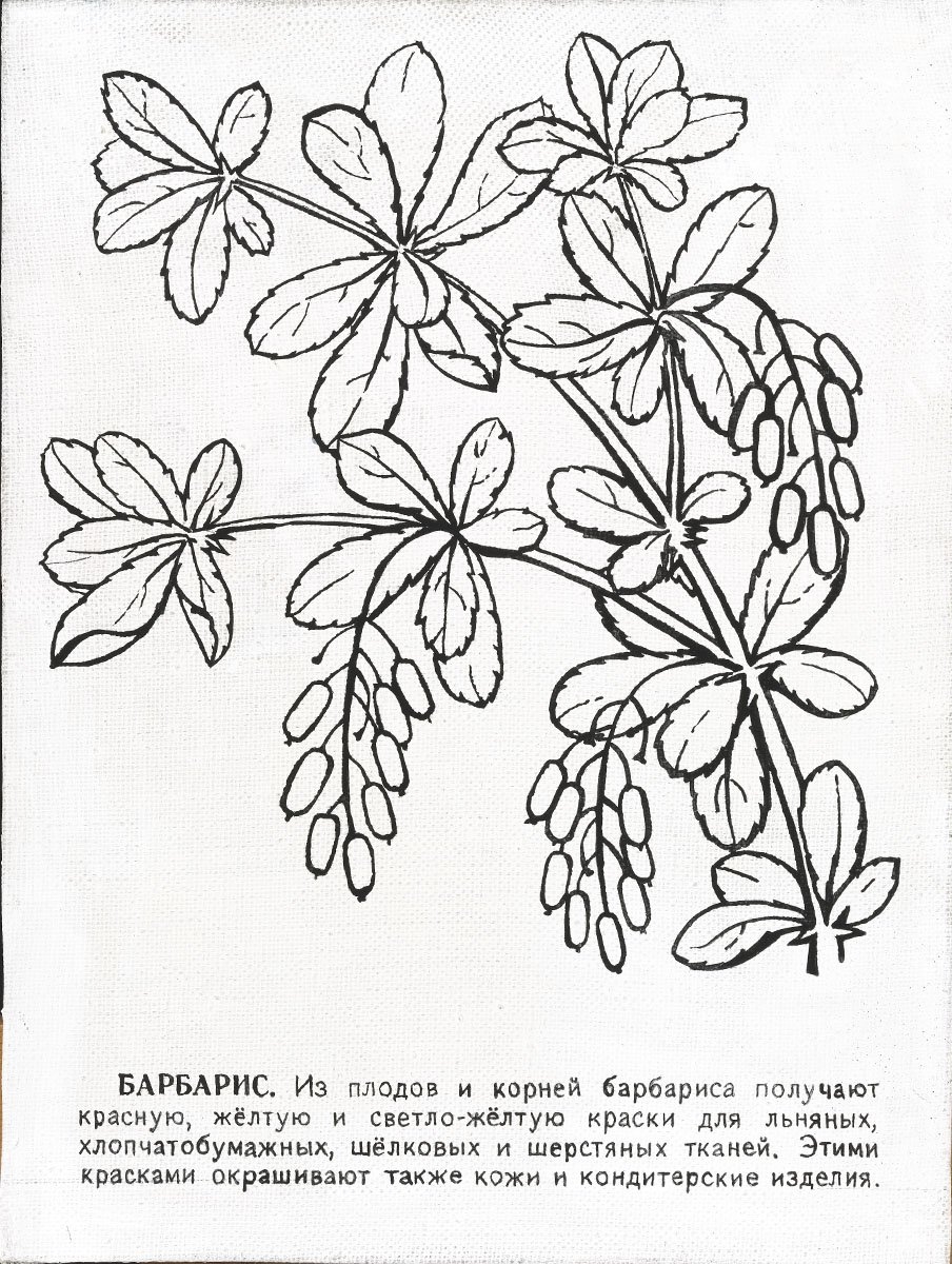 Барбарис нарисовать карандашом