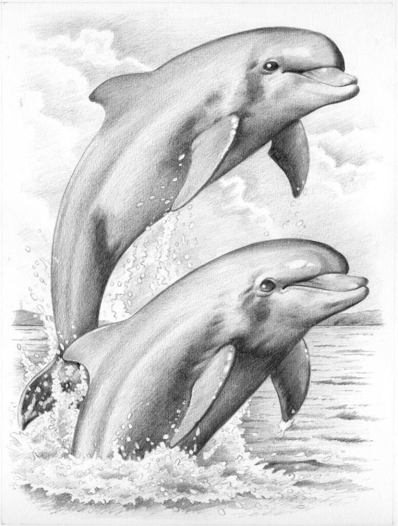 Дельфин эскиз