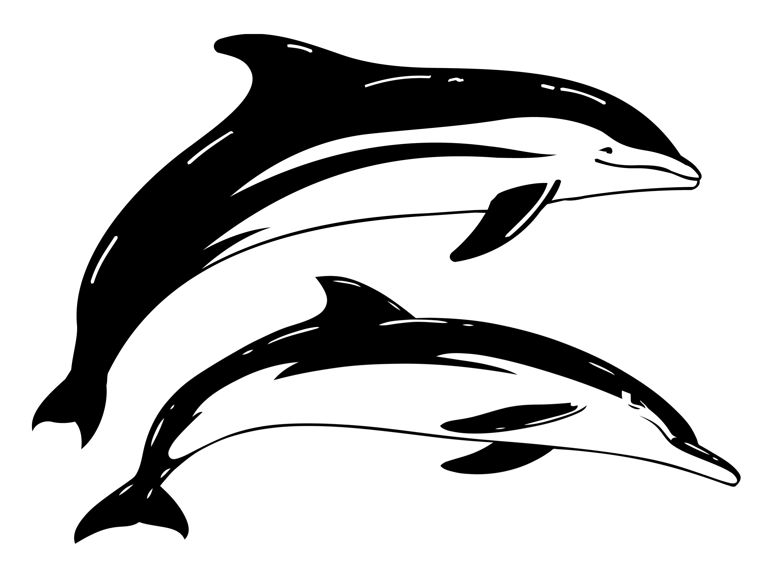 Дельфин черно белый