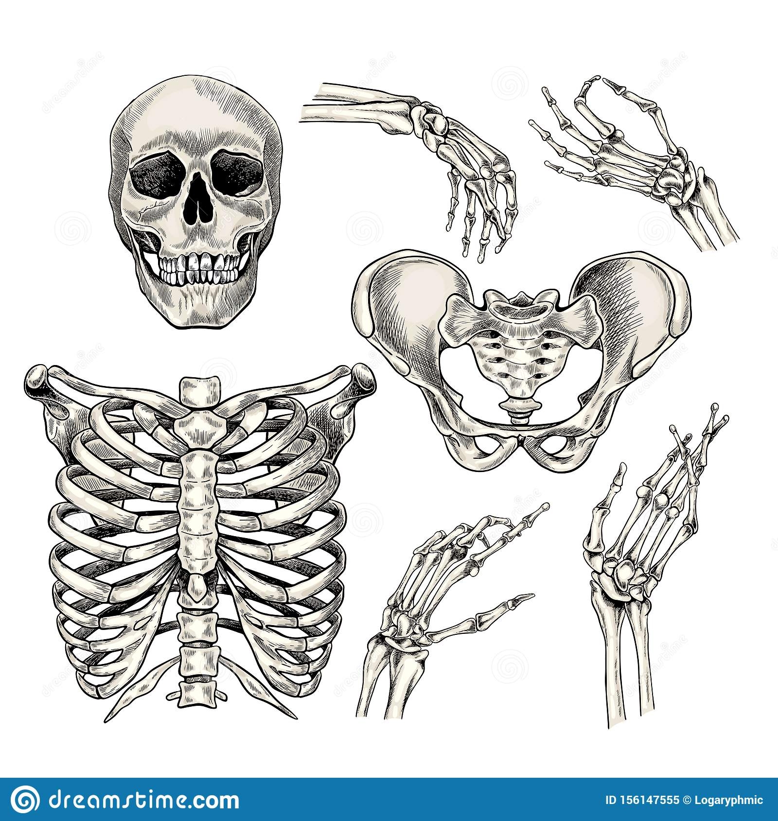 Набор кости и черепа
