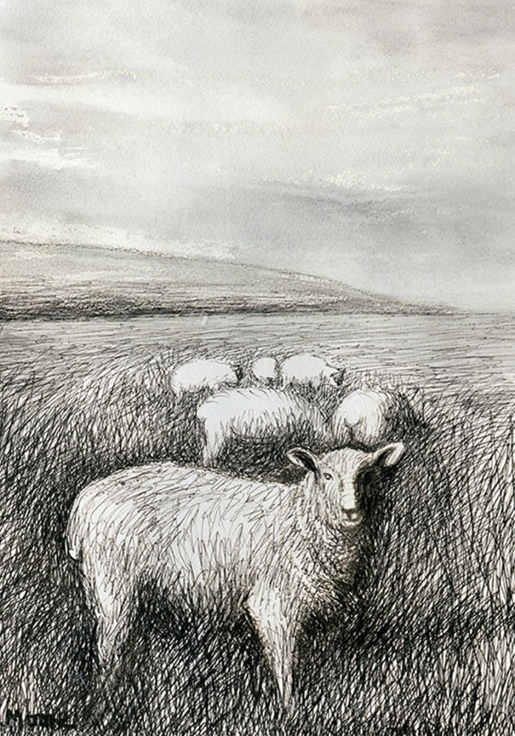Овца карандашом