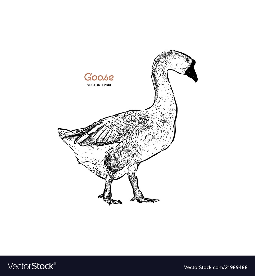 Untitled Goose карандашом