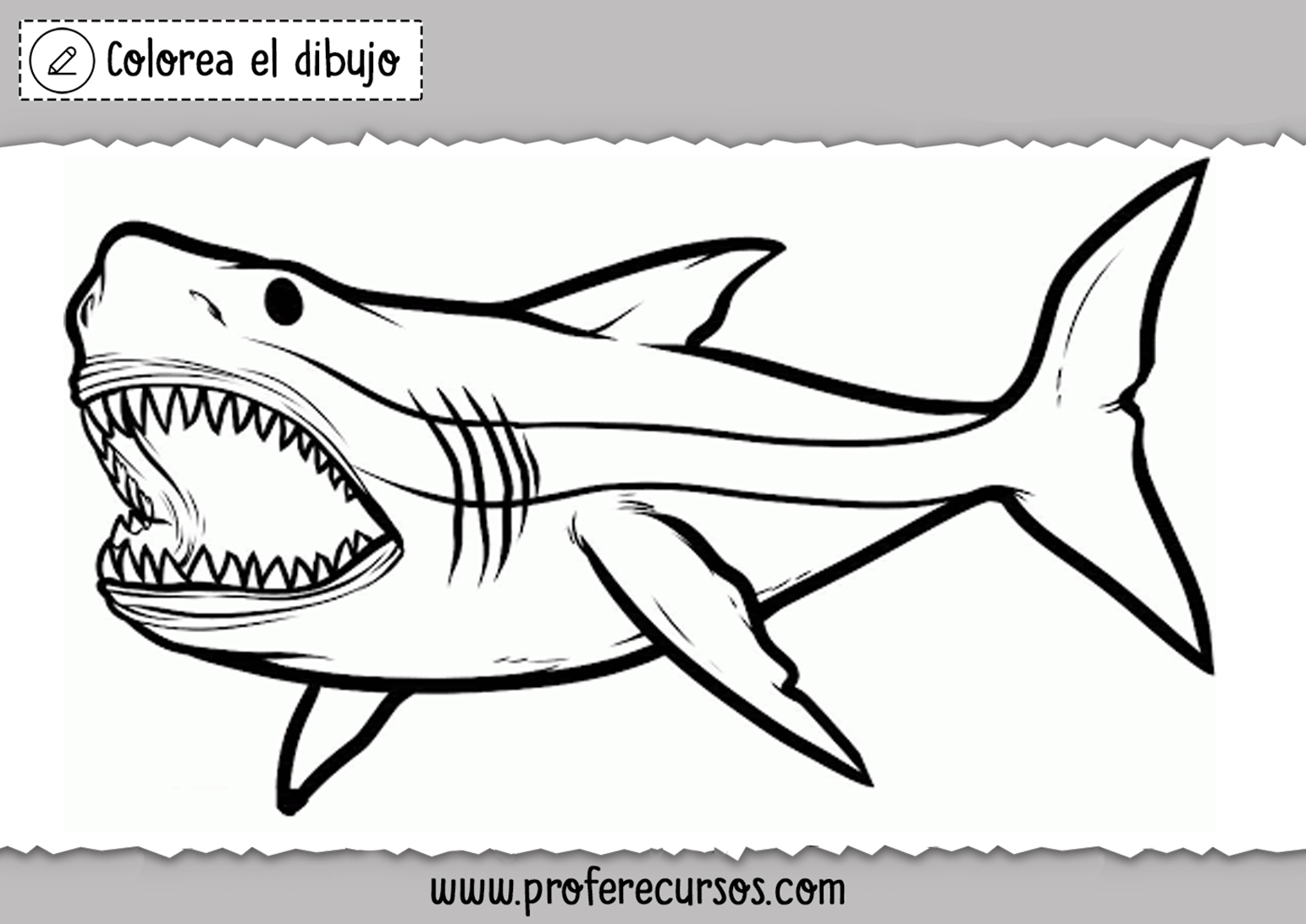 Идеи на тему «Акулы» () в г | большая белая акула, мегалодон, морские чудовища