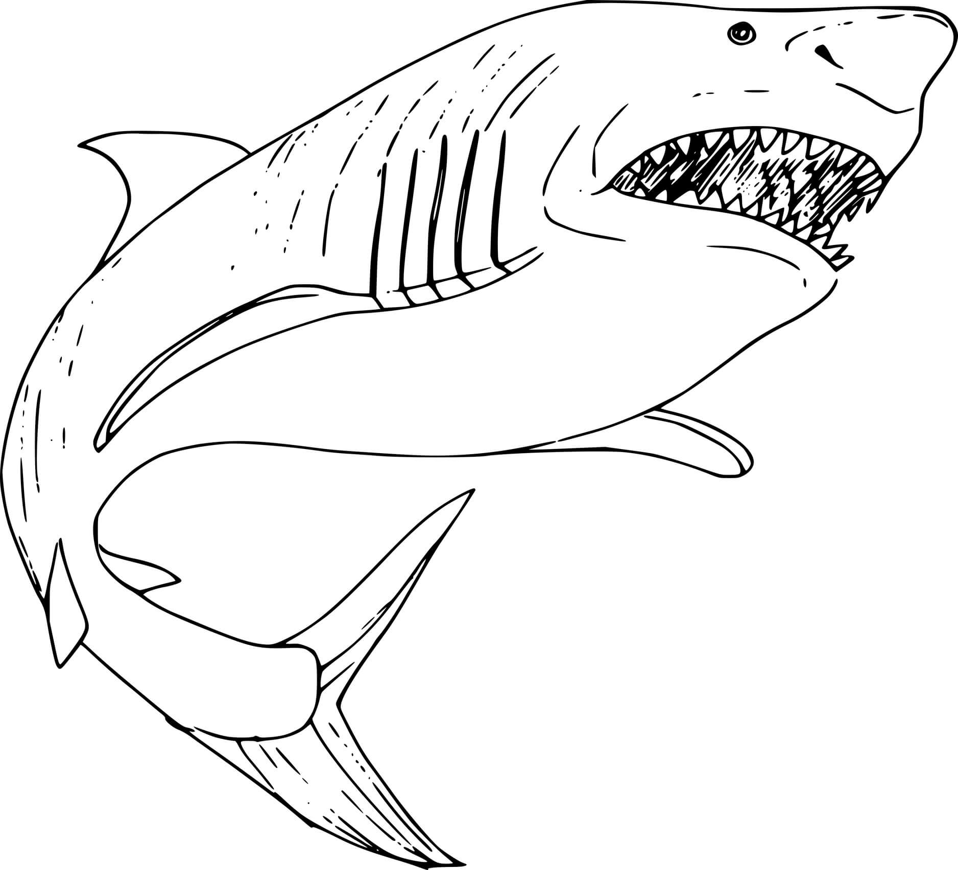 Акула рисунок раскраска для детей
