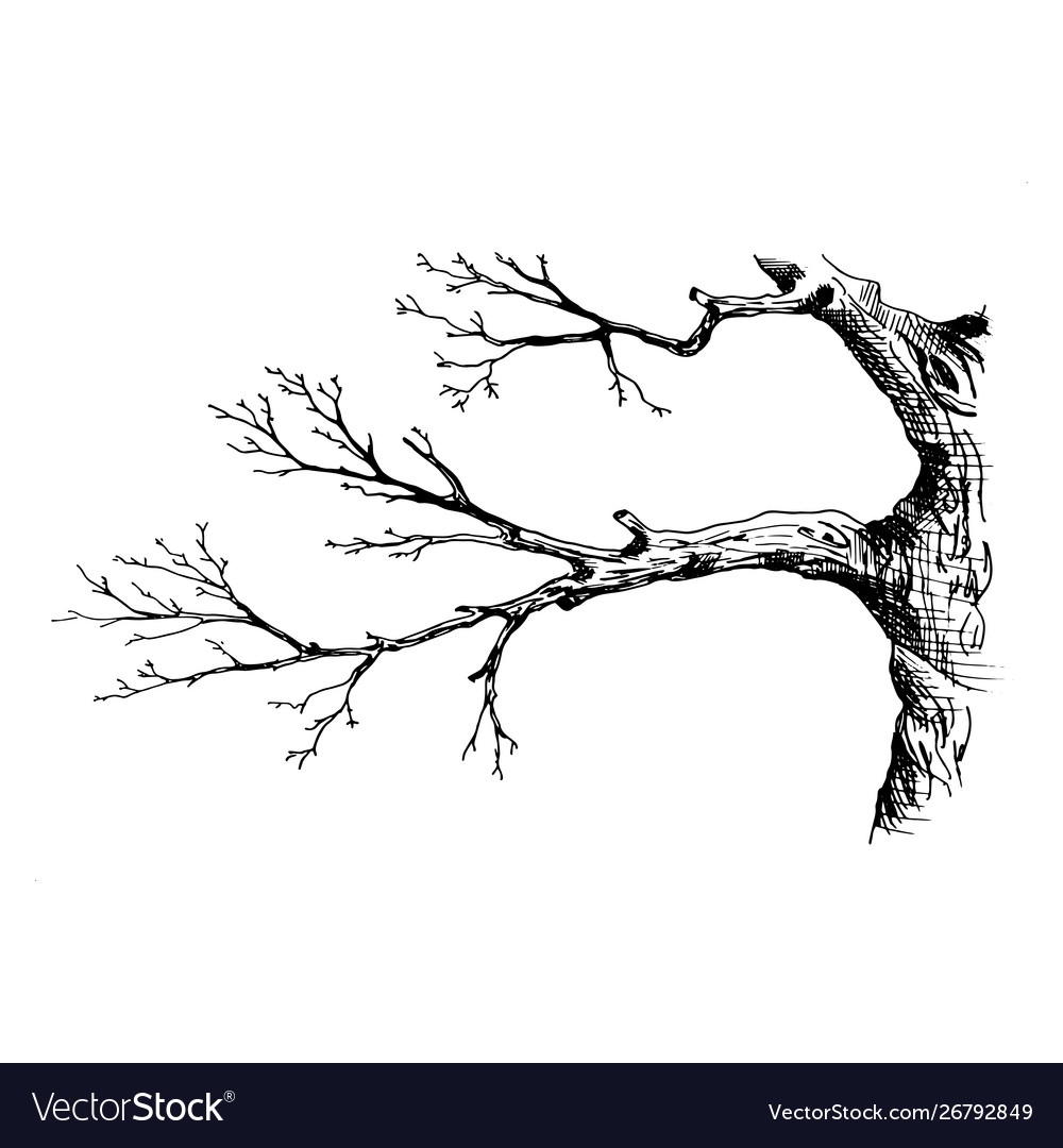 Крупные ветка дерева скетч