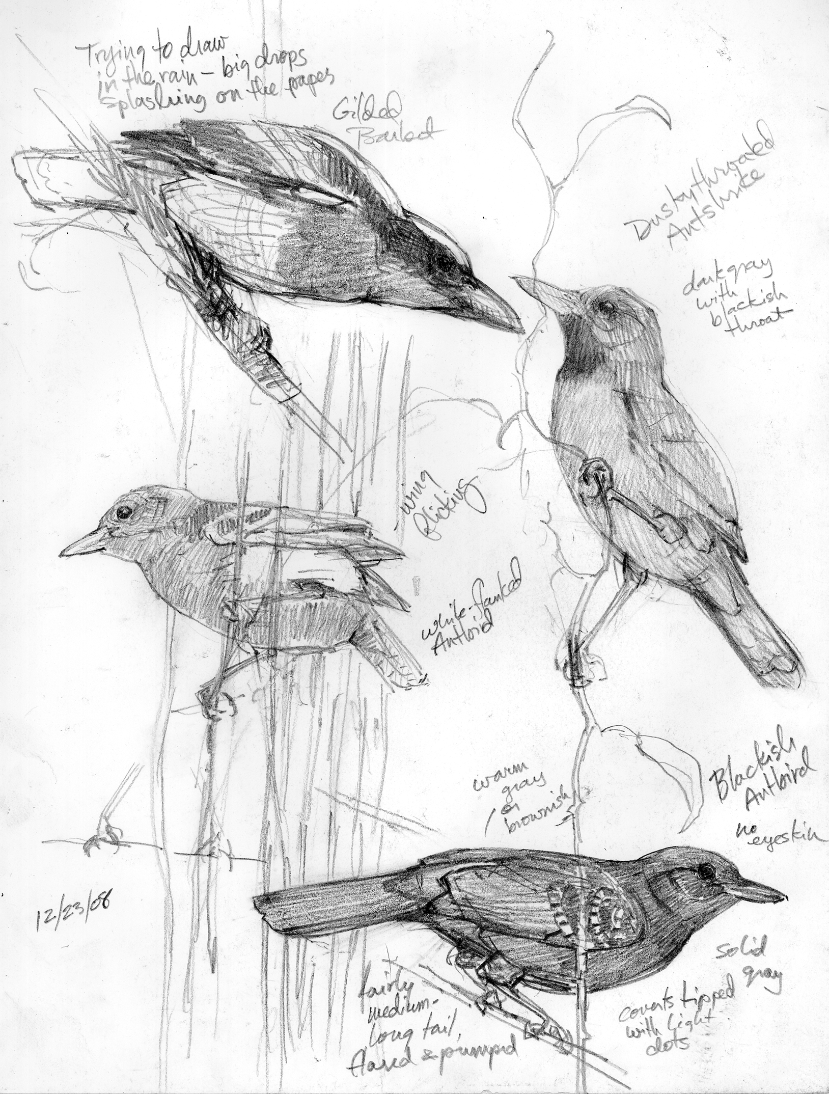 Exotic Birds Sketch