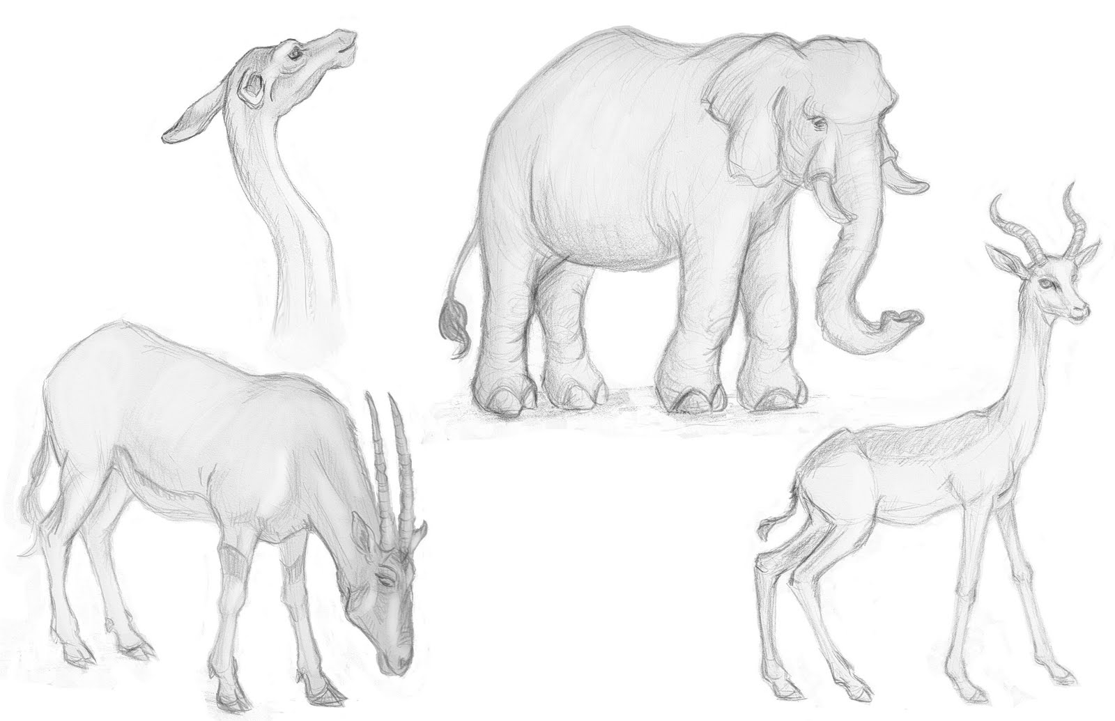 Zoo animals Sketch