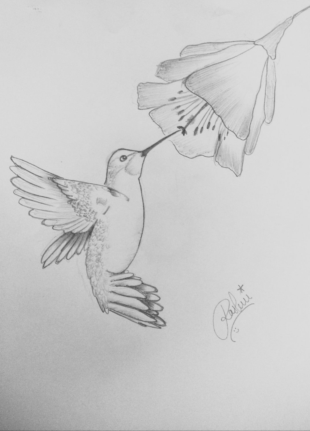 Рисунок птиц карандашом легкие. Птица рисунок. Птичка рисунок карандашом. Колибри рисунок карандашом. Птицы рисунки легкие.