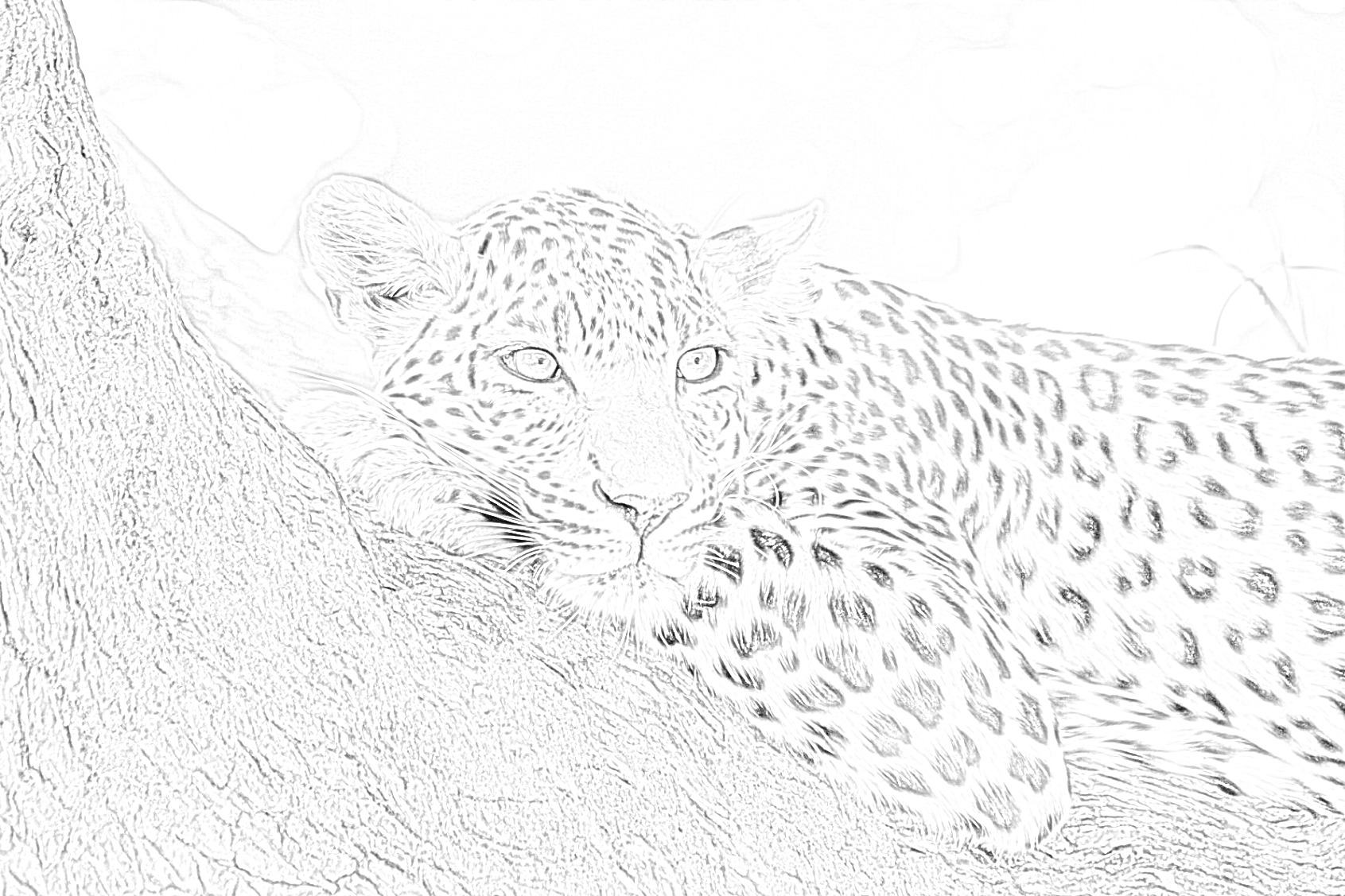 Леопард раскраска для взрослых