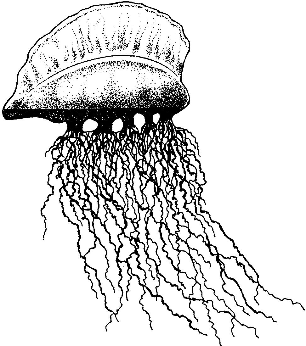 Физалия медуза рисунок