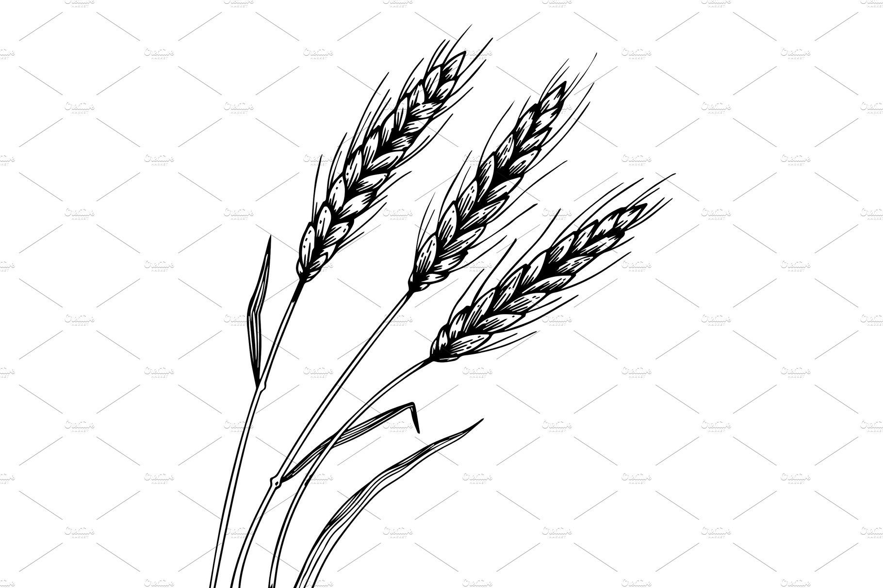 Колос пшеницы рисунок