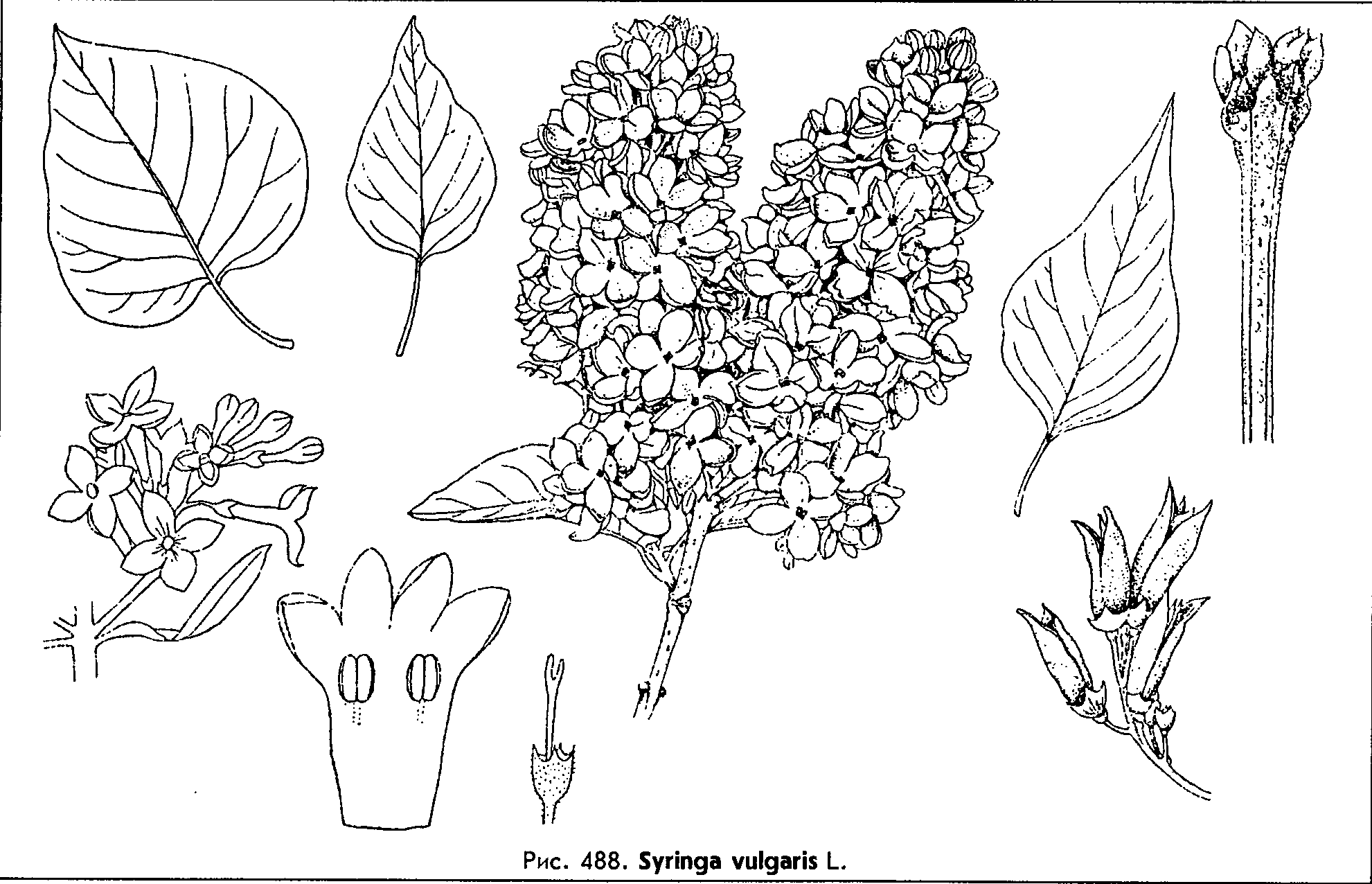 Как нарисовать куст сирени карандашом