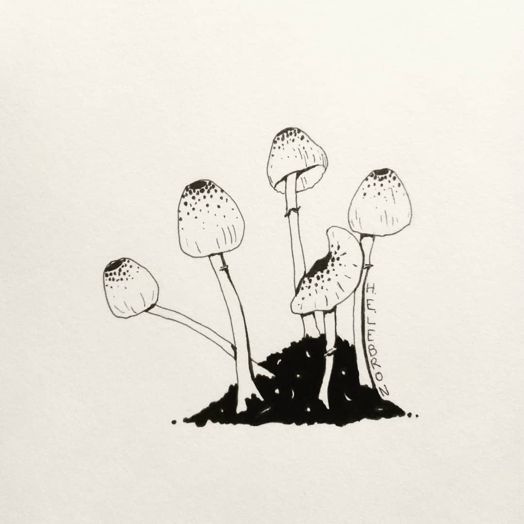 грибы картинки для срисовки в скетчбук