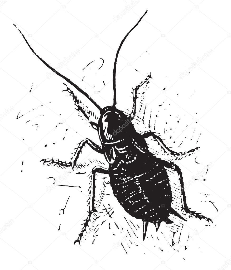 Черно белый таракан с шипом