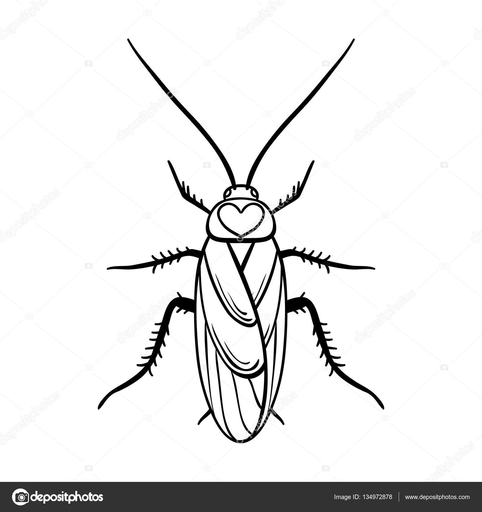 Насекомые Графика таракан
