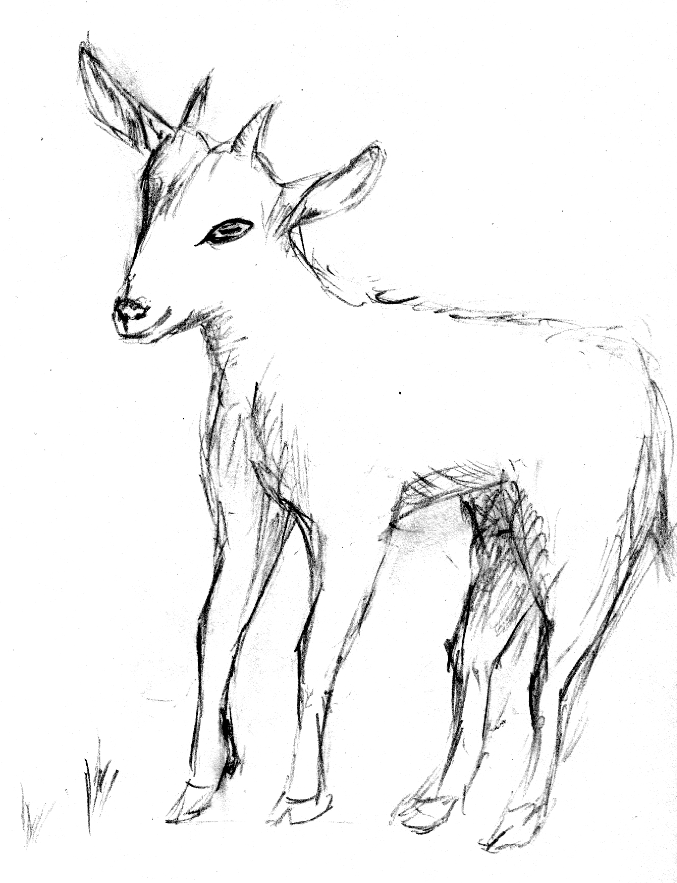 Зарисовки козы карандашом