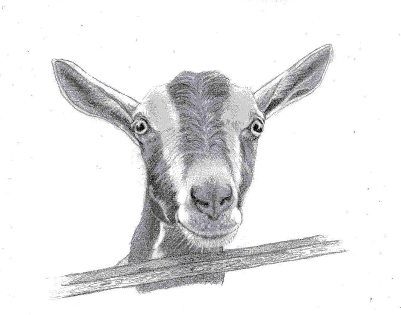 Зарисовки козы карандашом