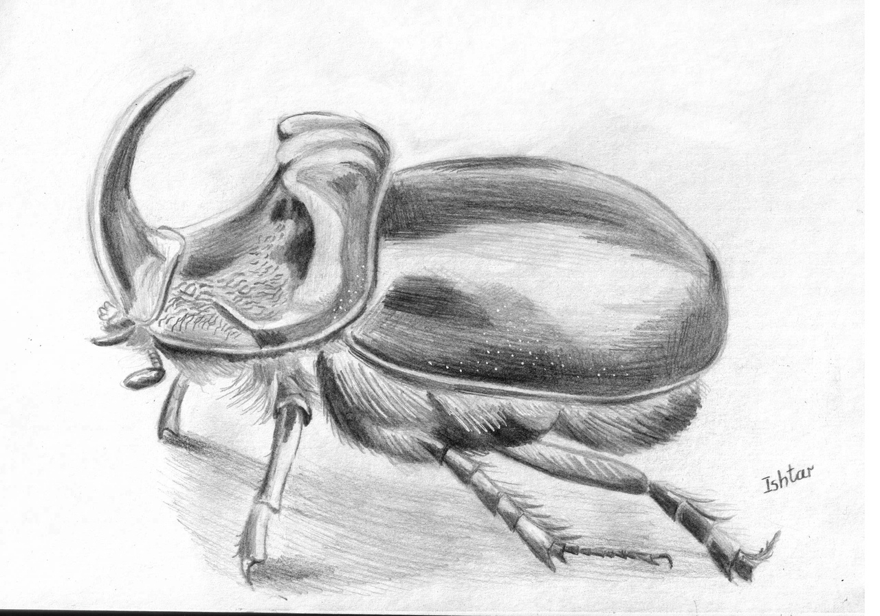 Жук носорог рисунок карандашом - 47 фото