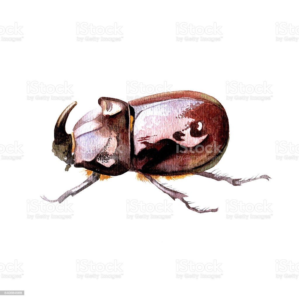 Самка жука носорога с паразитами на животе