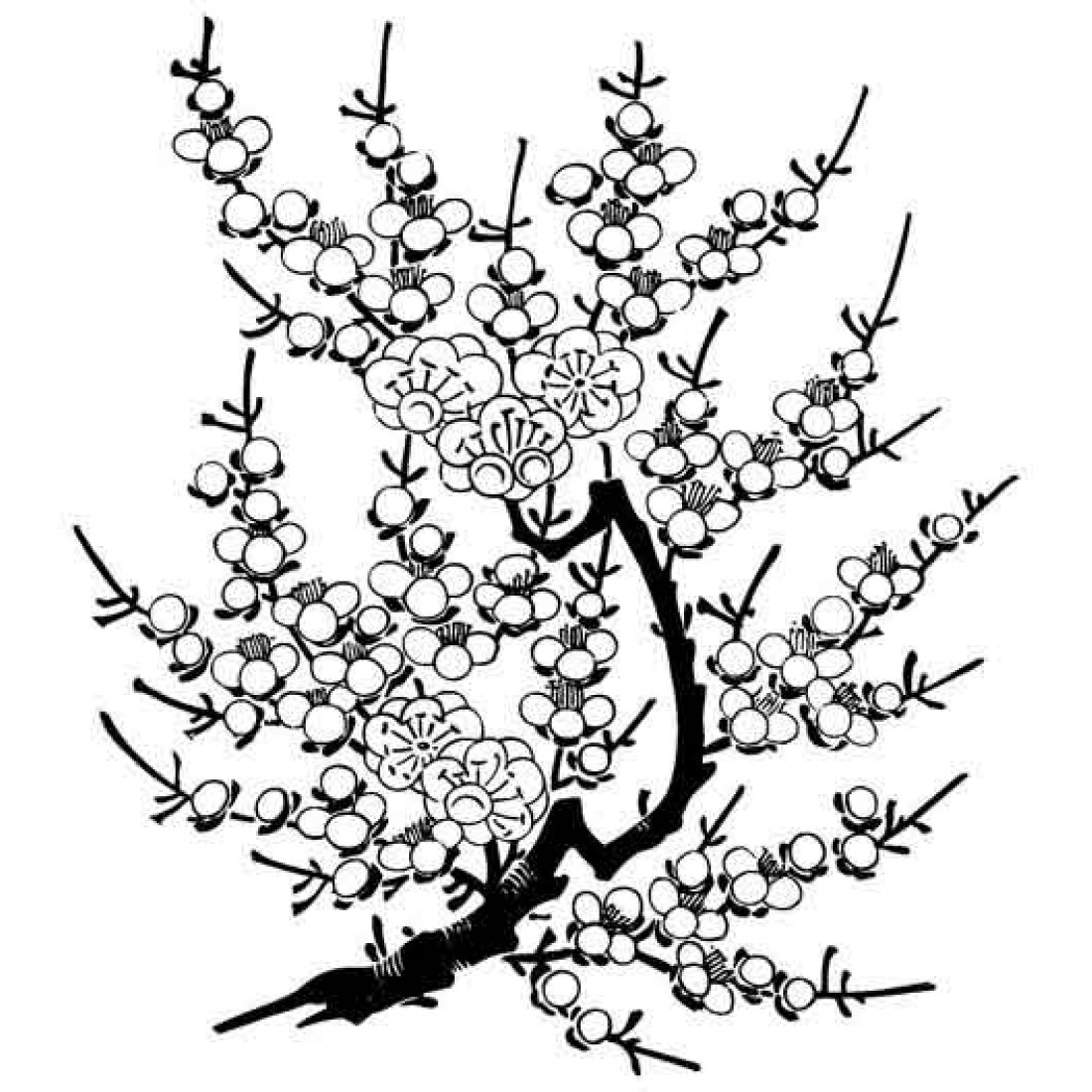 Сакура дерево рисунок