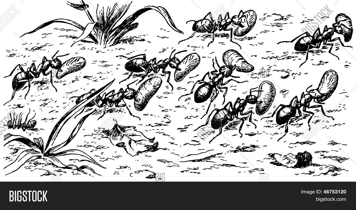 Черно белая картинка муравья и муравейника
