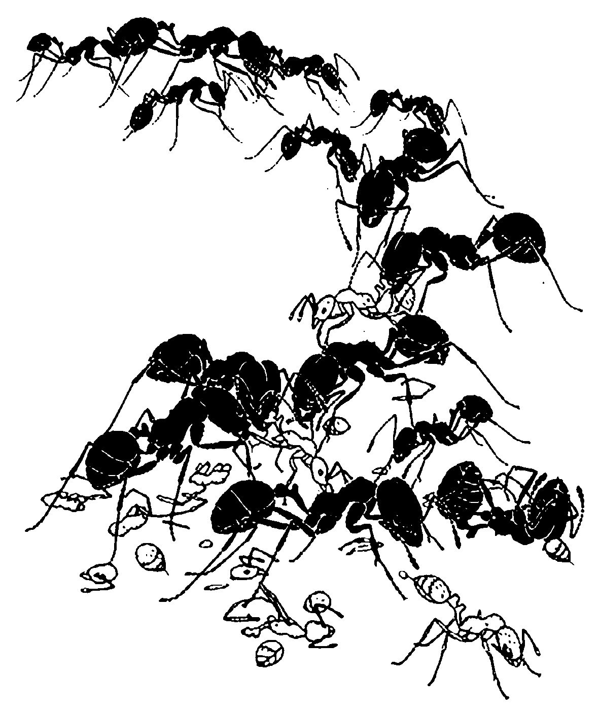 Колония муравьев рисунок